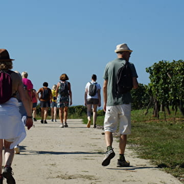 Rando accompagnée Marlenheim Dominique Charlier - ©Jean Marie Holtz - août 2024 (13)